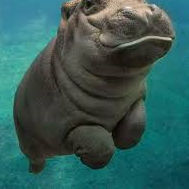 Hippo2 (#1056)
