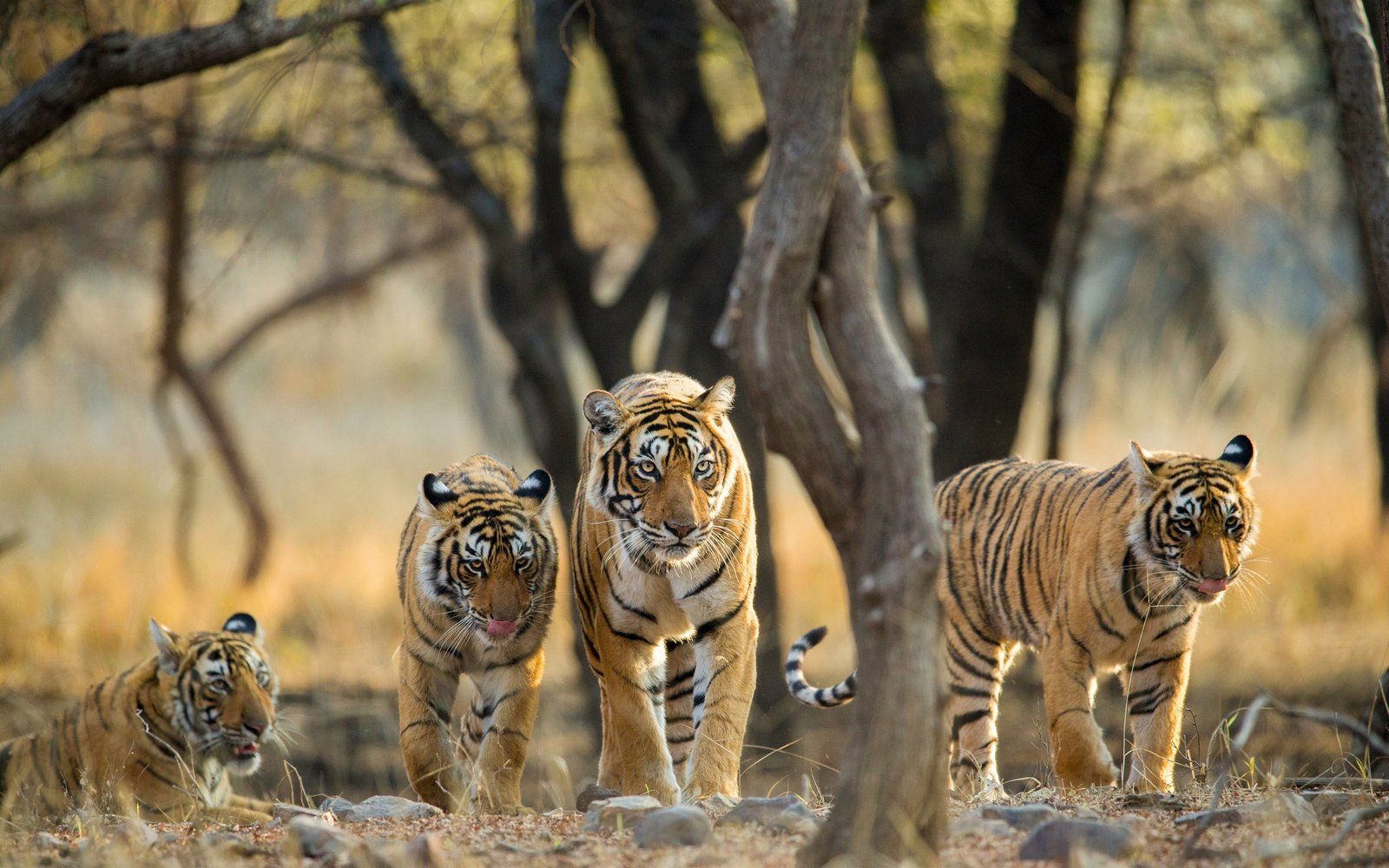 Ranthambore Safari Tour Package