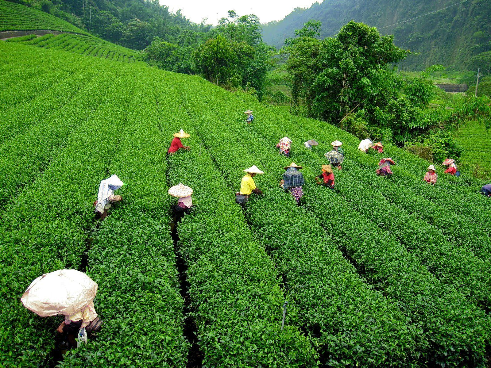 Assam tour package