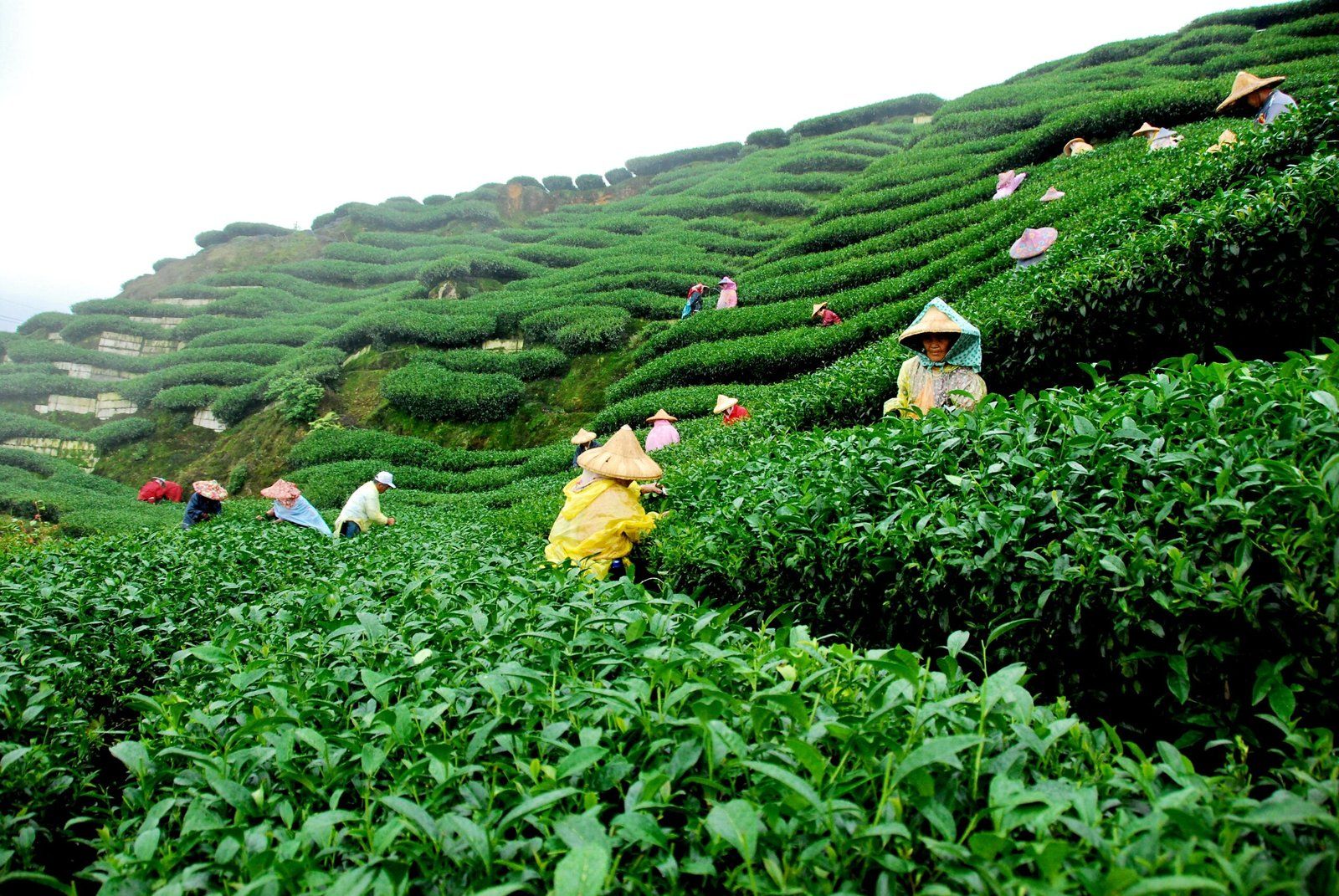 Northeastern India Tour Package
