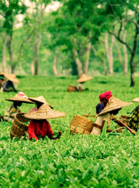 Assam tour package