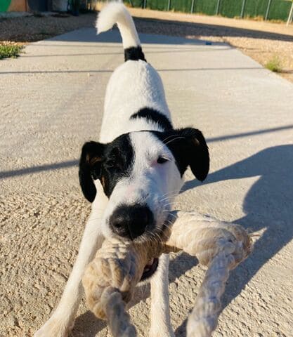 Guardería canina