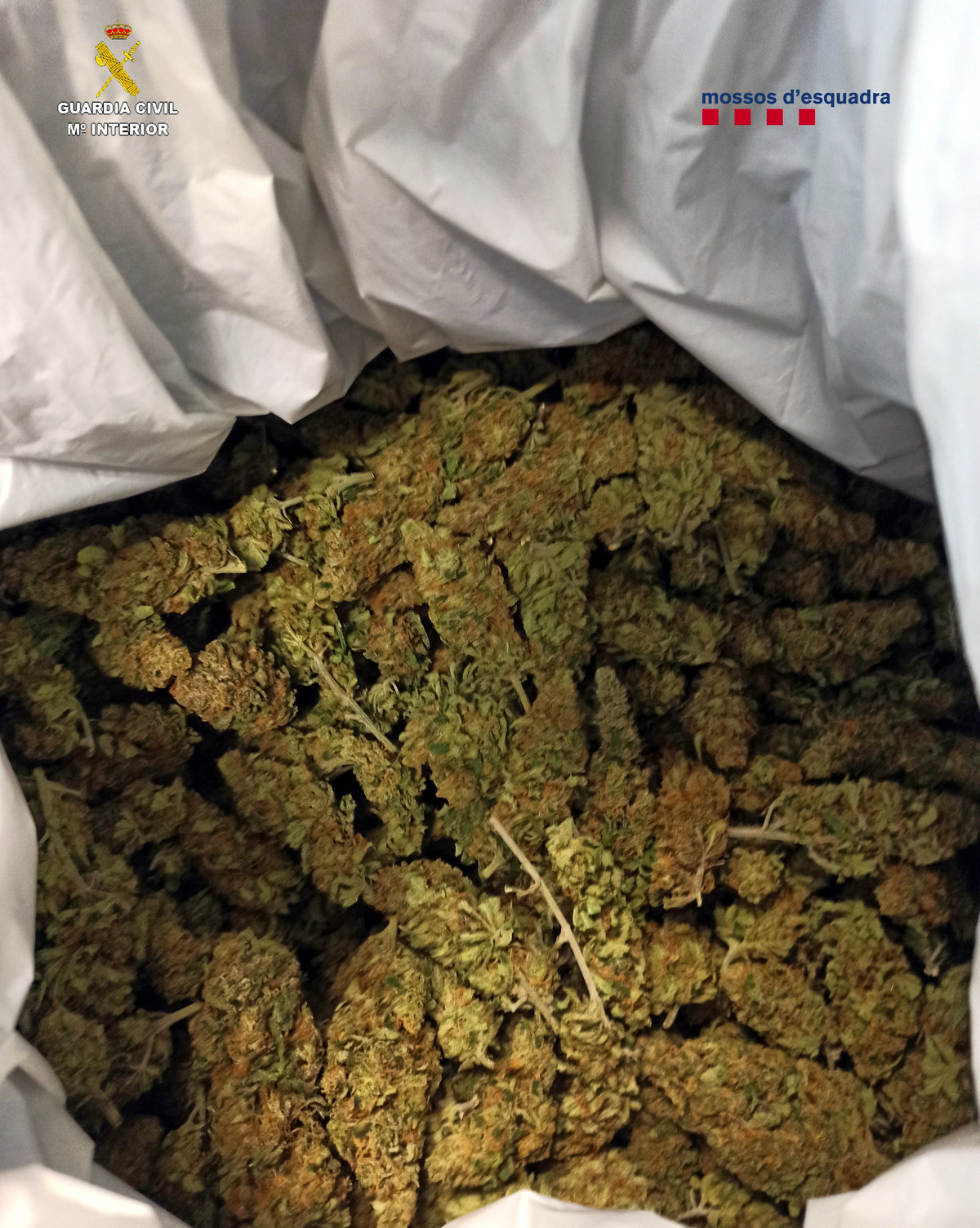 Cabdells de marihuana decomissats - Mossos d'Esquadra