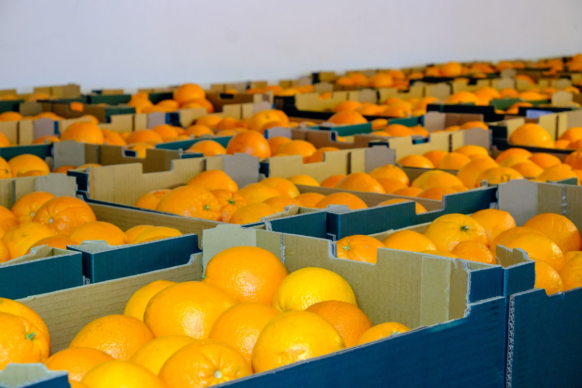 Caixes de taronges - Banc d'Aliments