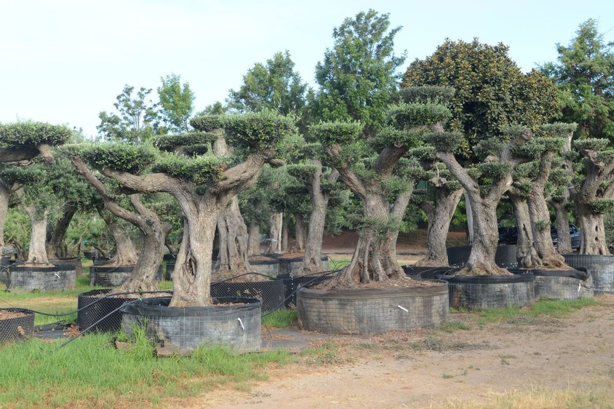 Viver d'oliveres