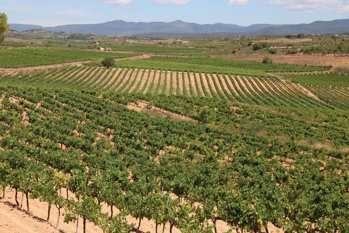Panoràmica de vinyes de la DO Tarragona, a la comarca de l'Alt Camp, amb la muntanya de Miramar al fons. Imatge del 15 de juliol del 2021.