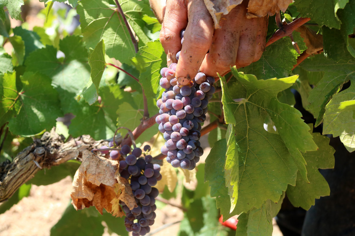 Raïm de la varietat Pinot Noir en el moment de ser collit durant la verema de la DO Penedès 2022.