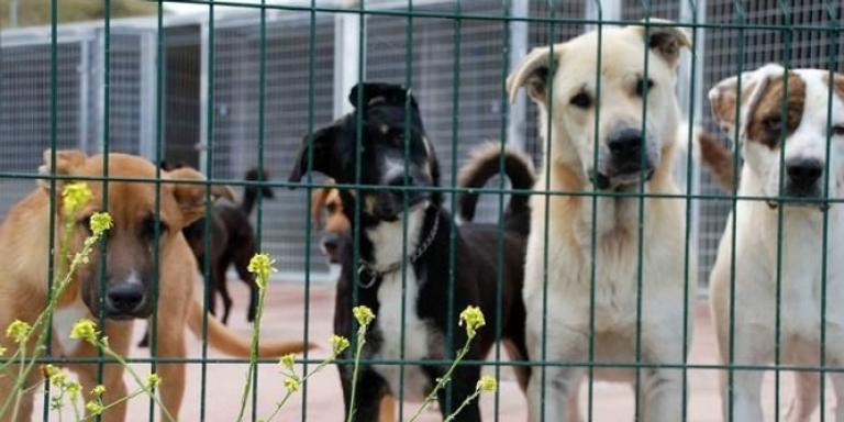 El CAAD posa en valor els avantatges d'adoptar un gos o un gat en època de vacances