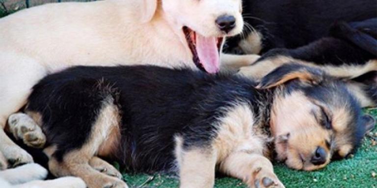El CCM vol canviar la gestió del Centre d’Atenció d’Animals Domèstics