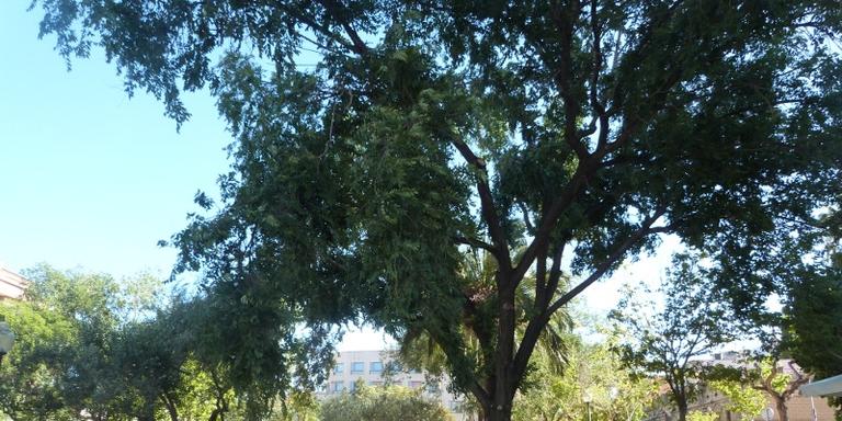 Cauen 11 arbres a causa del vent