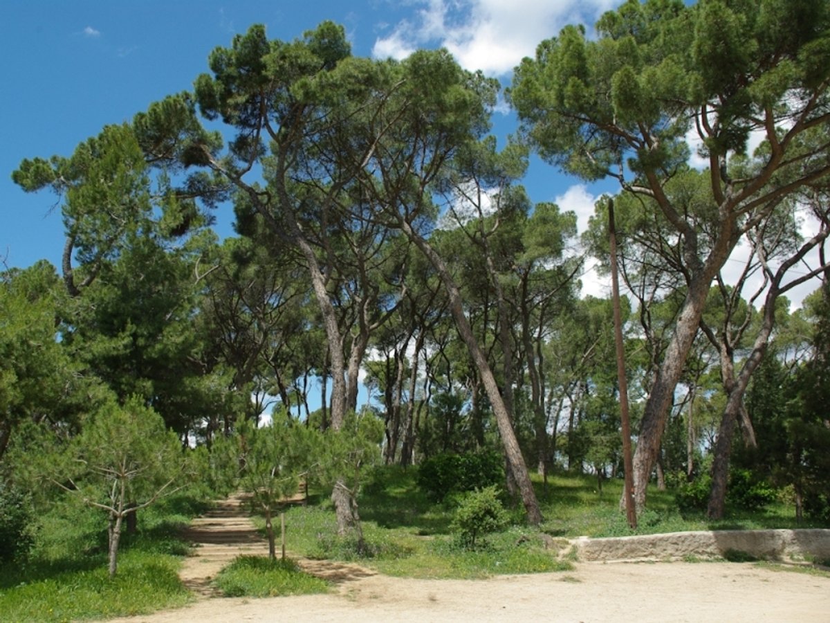 El bosc de Ca n'Oriol