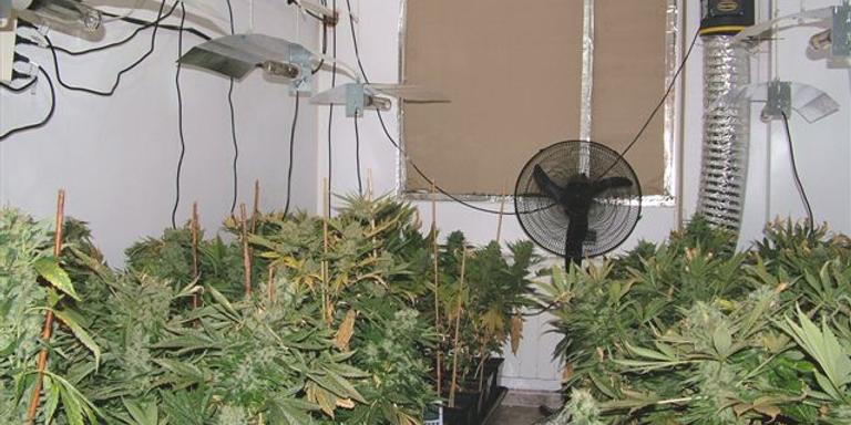 Decomissen 966 plantes de marihuana a un habitatge de Castellnou
