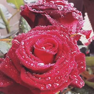 Sant Jordi, recomanacions de proximitat del 23/04/2018 - Jordi Julià (1)