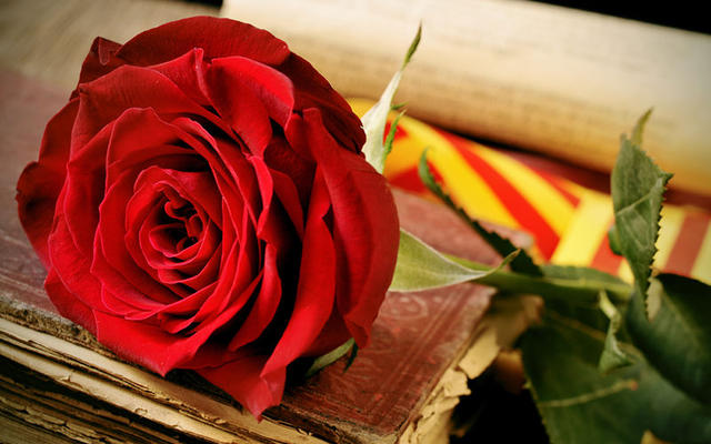 Especial Sant Jordi