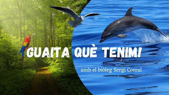 Guaita que tenim