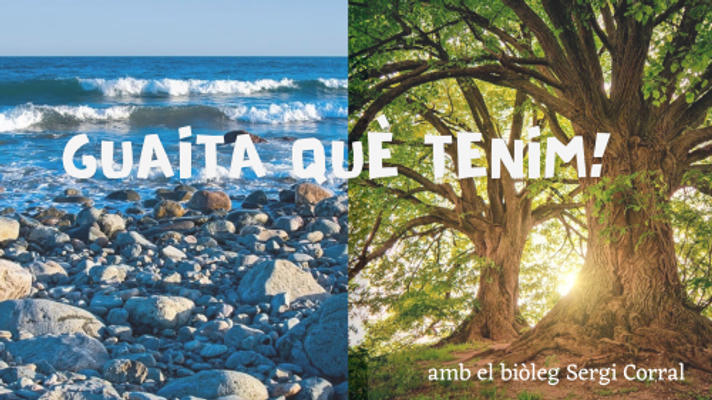 Guaita que tenim!