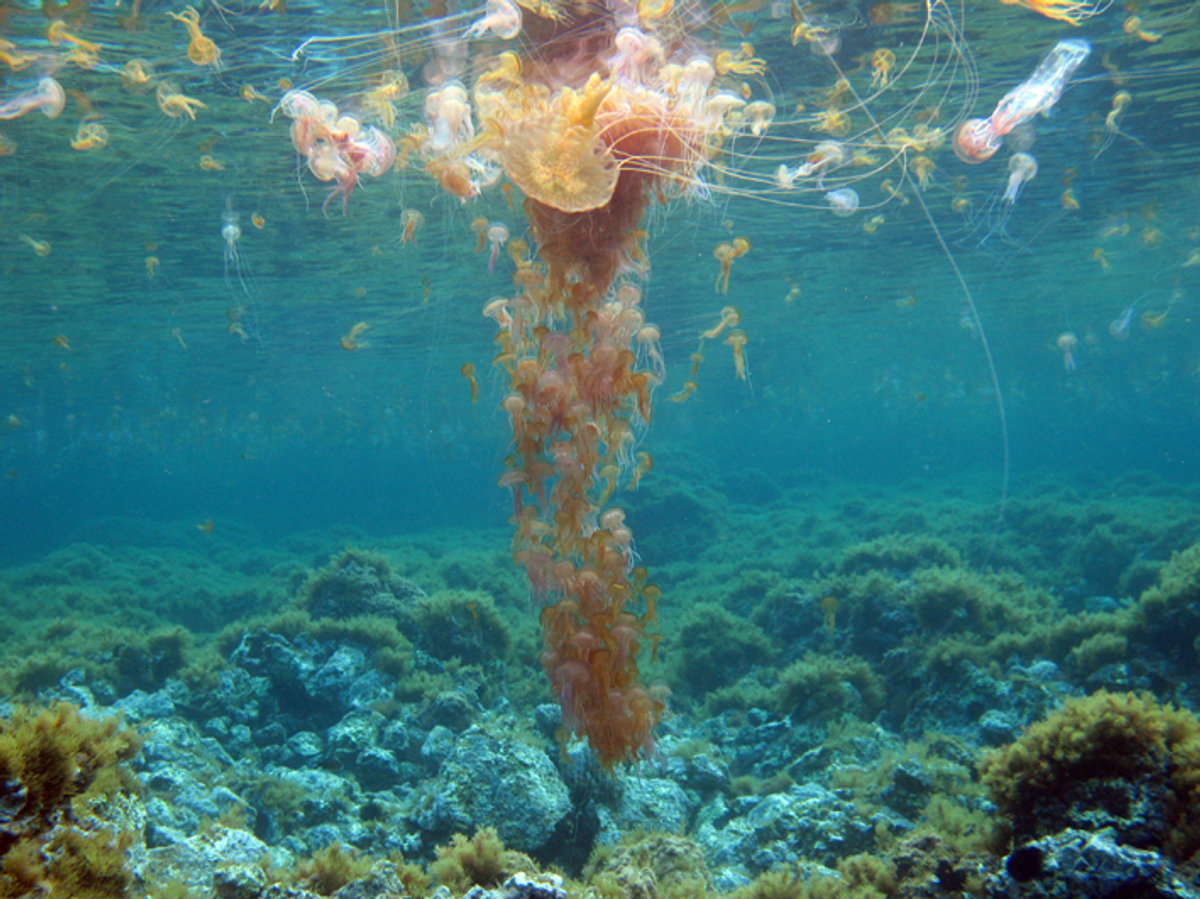 Xerrada sobre meduses, el proper dilluns a les 19 h al Centre Cívic