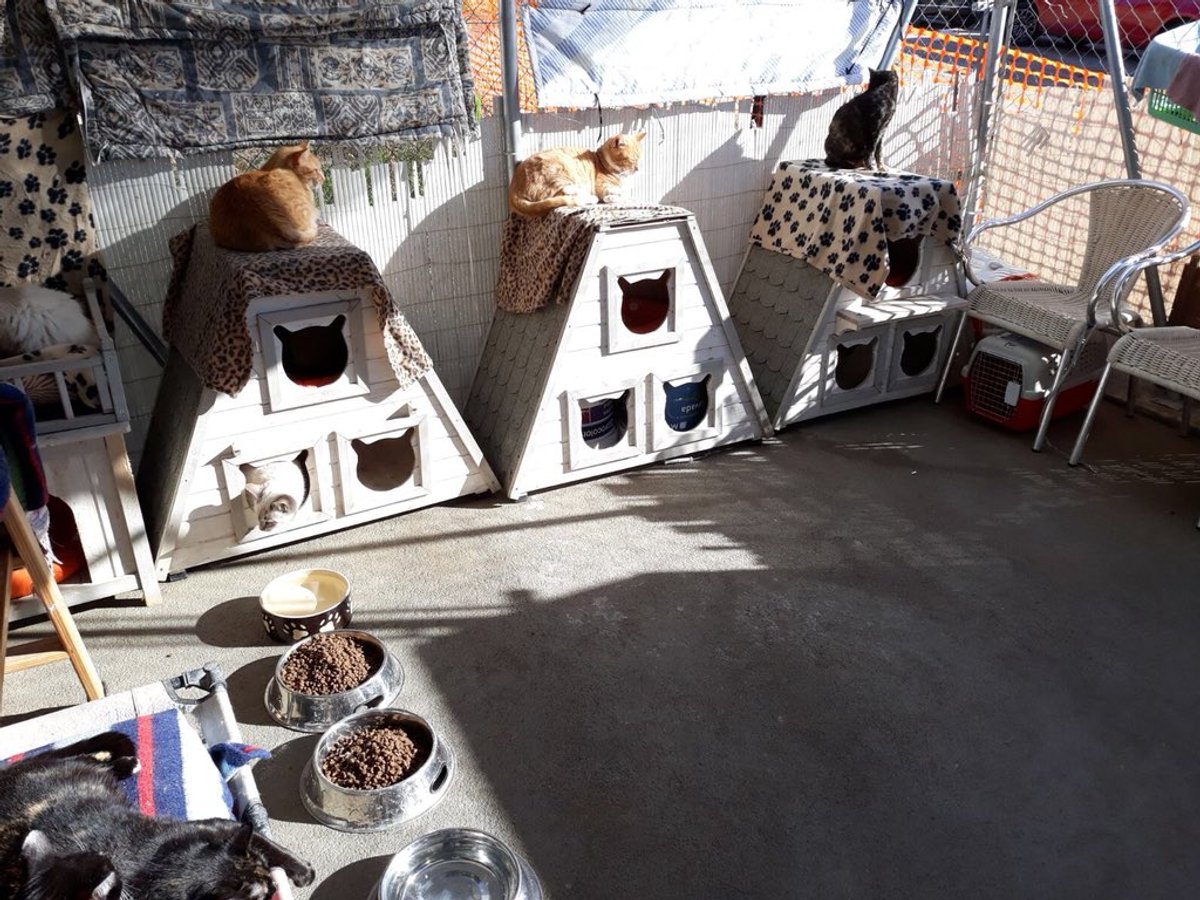 L'Associació d'Amics dels Animals vol evitar que es tanqui l'espai per a gats