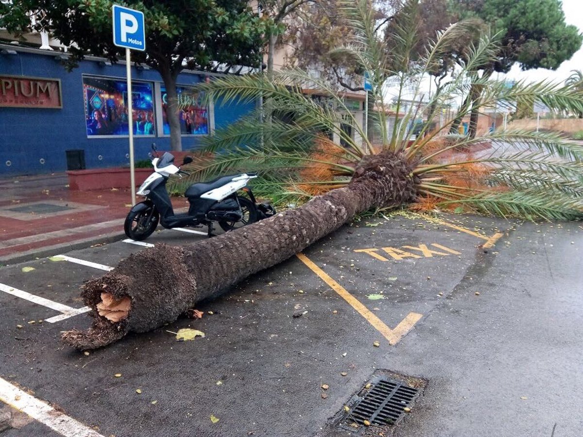 El fort vent de les últimes hores fa caure una palmera del passeig Marítim