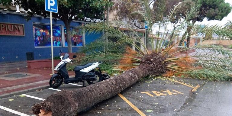 El fort vent de les últimes hores fa caure una palmera del passeig Marítim