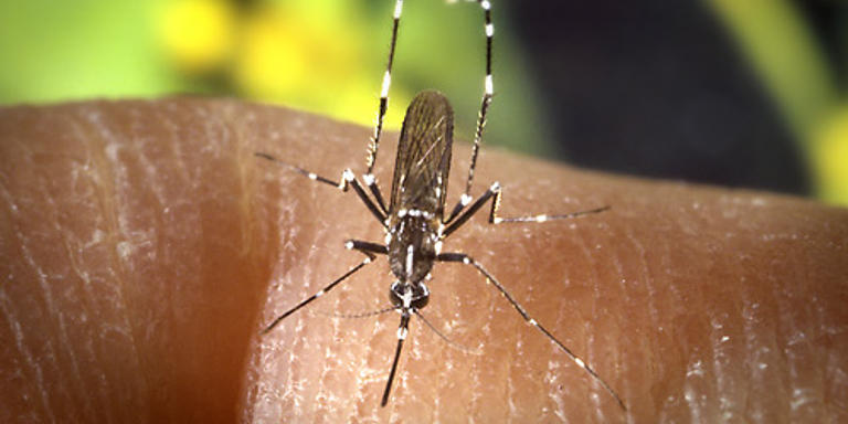 Malgrat de Mar posa en marxa un any més la campanya de seguiment i control de mosquits