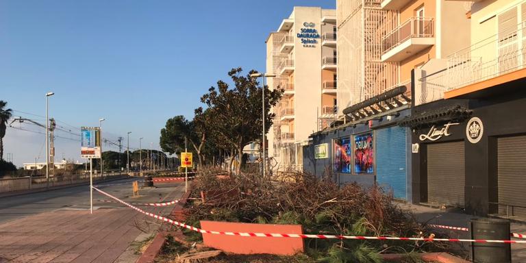 [ÀUDIO] Mireia Castellà: "El trasplantat dels arbres del passeig era inviable"