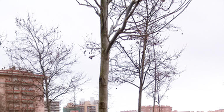 Planten 83 arbres per substituir-ne els morts i malmesos durant l'any passat