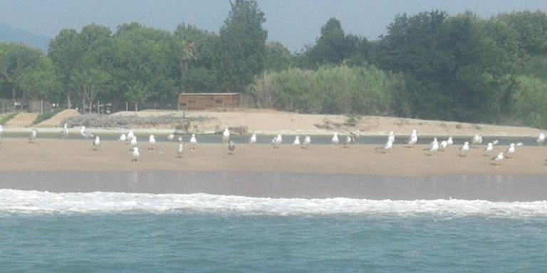 [ÀUDIO] Malgrat de Mar i Blanes volen que es declari el delta de la Tordera com a reserva natural protegida