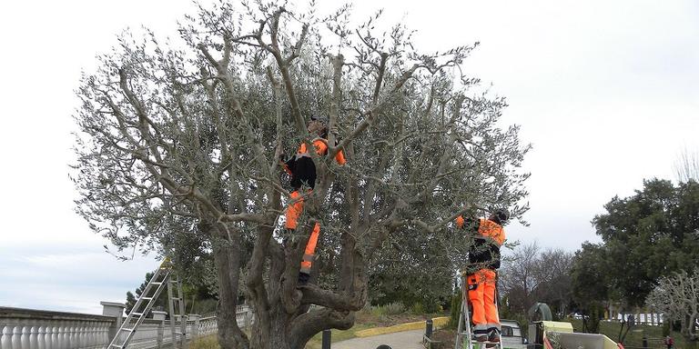 [ÀUDIO] Carles Garcia: "Les oliveres són un bon arbre captador de contaminants atmosfèrics"