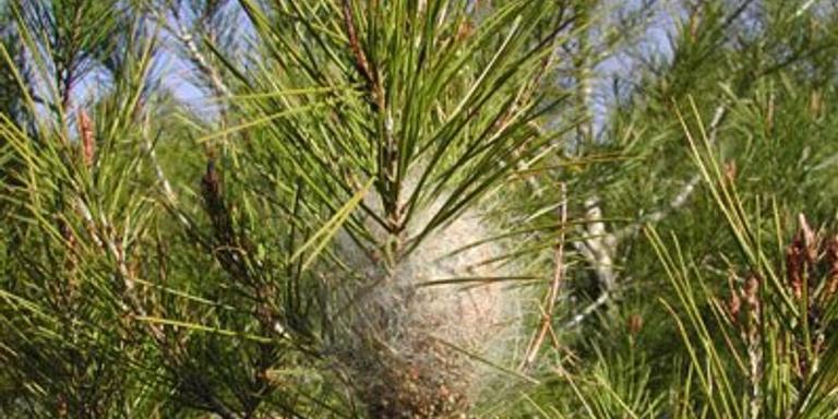 Espais Verds retira nius teixits per la processionària del pi d'arbres de l'avinguda de Tarragona
