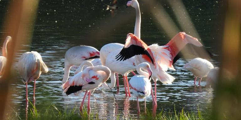 [ÀUDIO] Els Naturalistes del Montnegre i la Tordera continuaran incidint en la necessitat de protegir el Delta de la Tordera