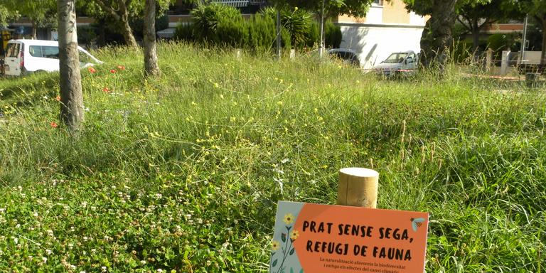 [ÀUDIO] El Servei Municipal d'Espais Verds aposta pels prats i herbassars naturalitzats