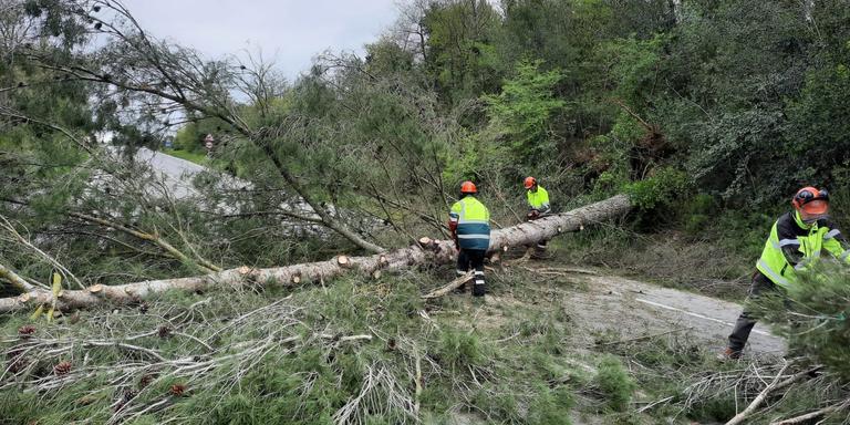 Arbres caiguts i afectacions viàries, conseqüències de la ventada a Girona