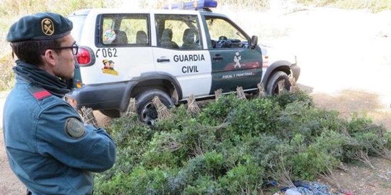 Decomissen a Tortosa més de 100 quilos de llentiscle recol·lectat sense autorització