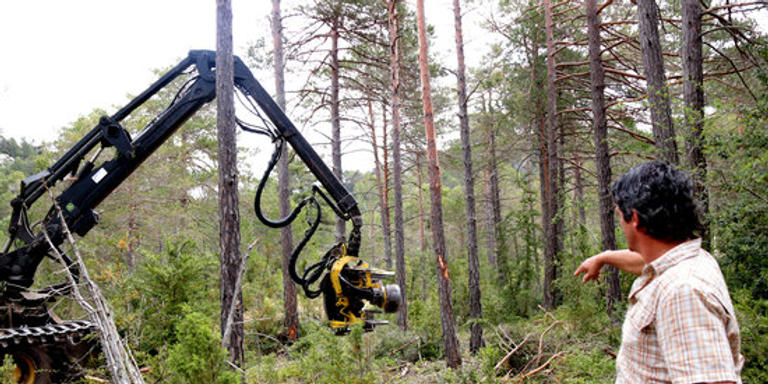 Ecologistes denuncien davant Fiscalia la tala controlada al bosc públic de Refalgarí, al parc natural dels Ports