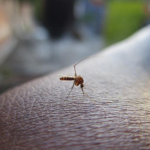 Es posa en marxa la campanya informativa per a la prevenció de plagues aquest estiu