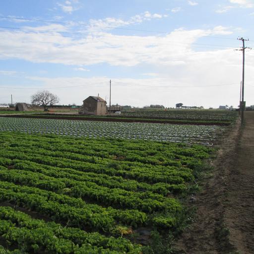 L’Ajuntament de Malgrat se suma a un pla de xoc comarcal per aturar els robatoris al sector agrari