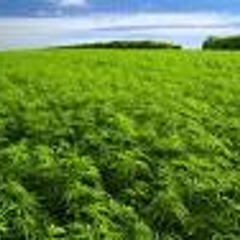 Trobades nou plantacions de marihuana en municipis del Baix Ebre i el Montsià