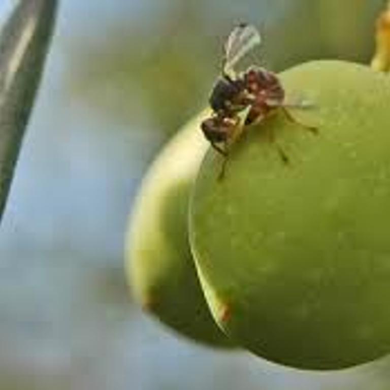 Unió de Pagesos alerta que el Departament i el Ministeri d’Agricultura han reduït dràsticament el tractament aeri de la mosca de l’olivera
