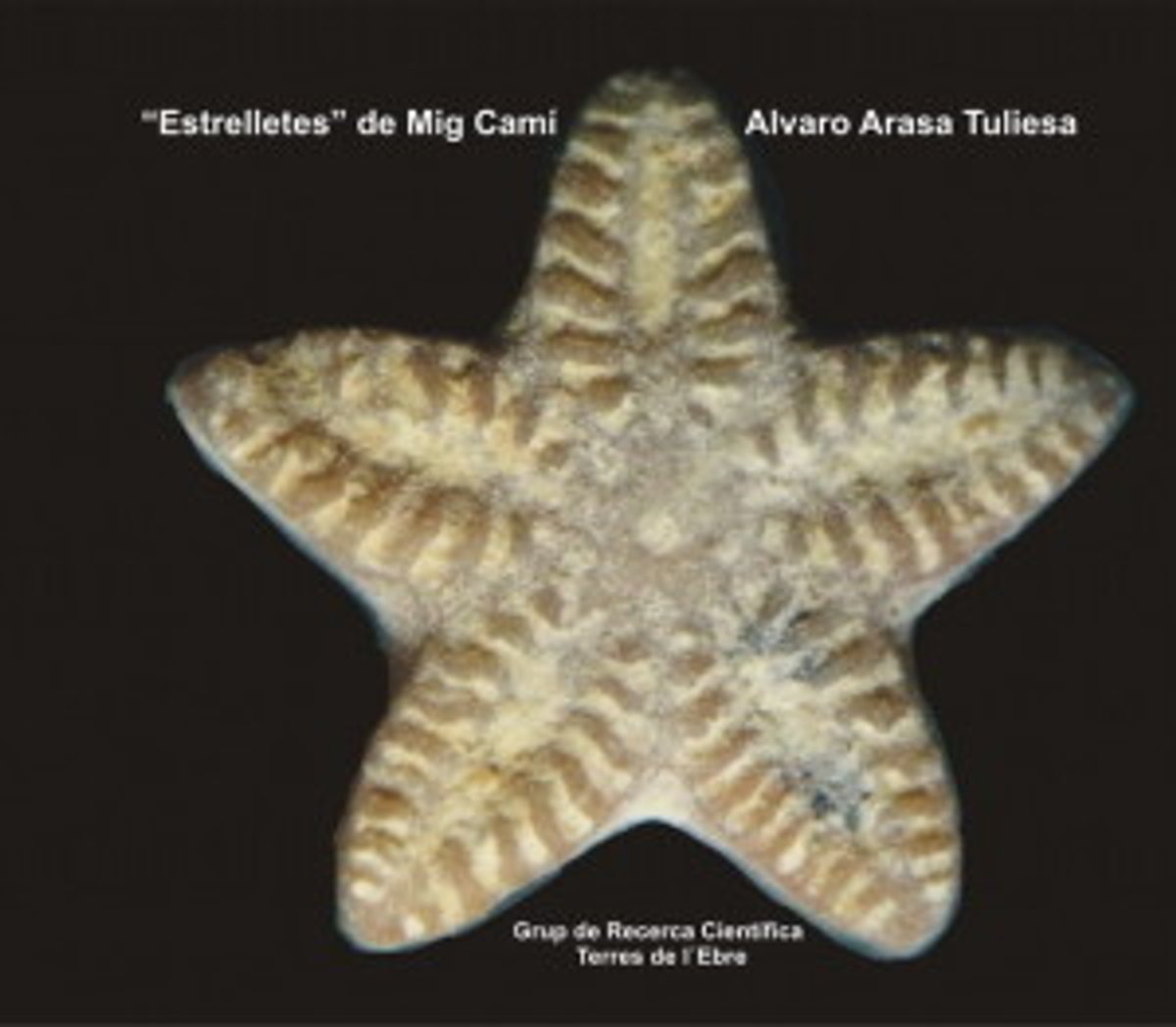 estrelletes