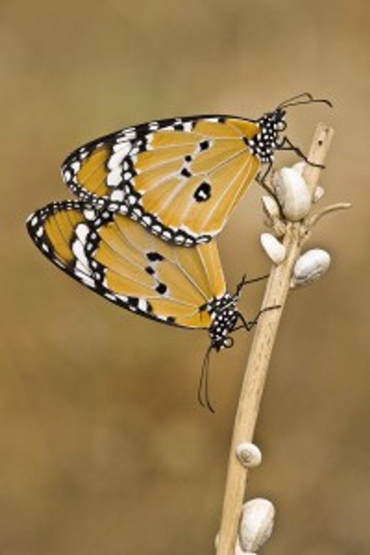 Testin Biodiversitat