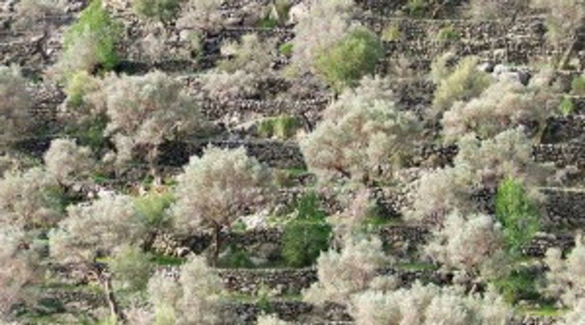 marge-dolivera-selva-mallorca