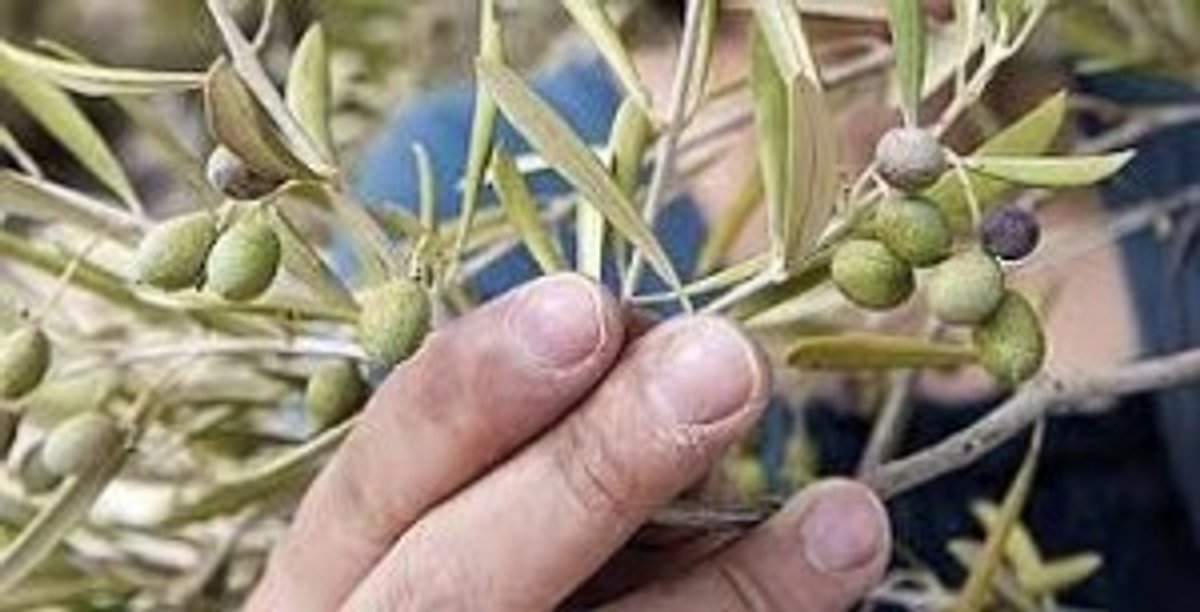 oliveres