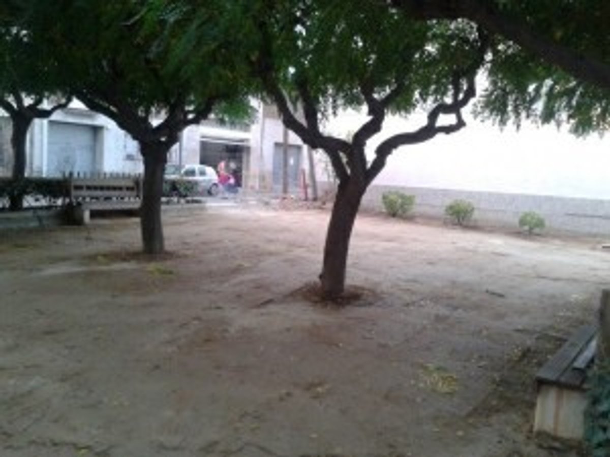 placeta