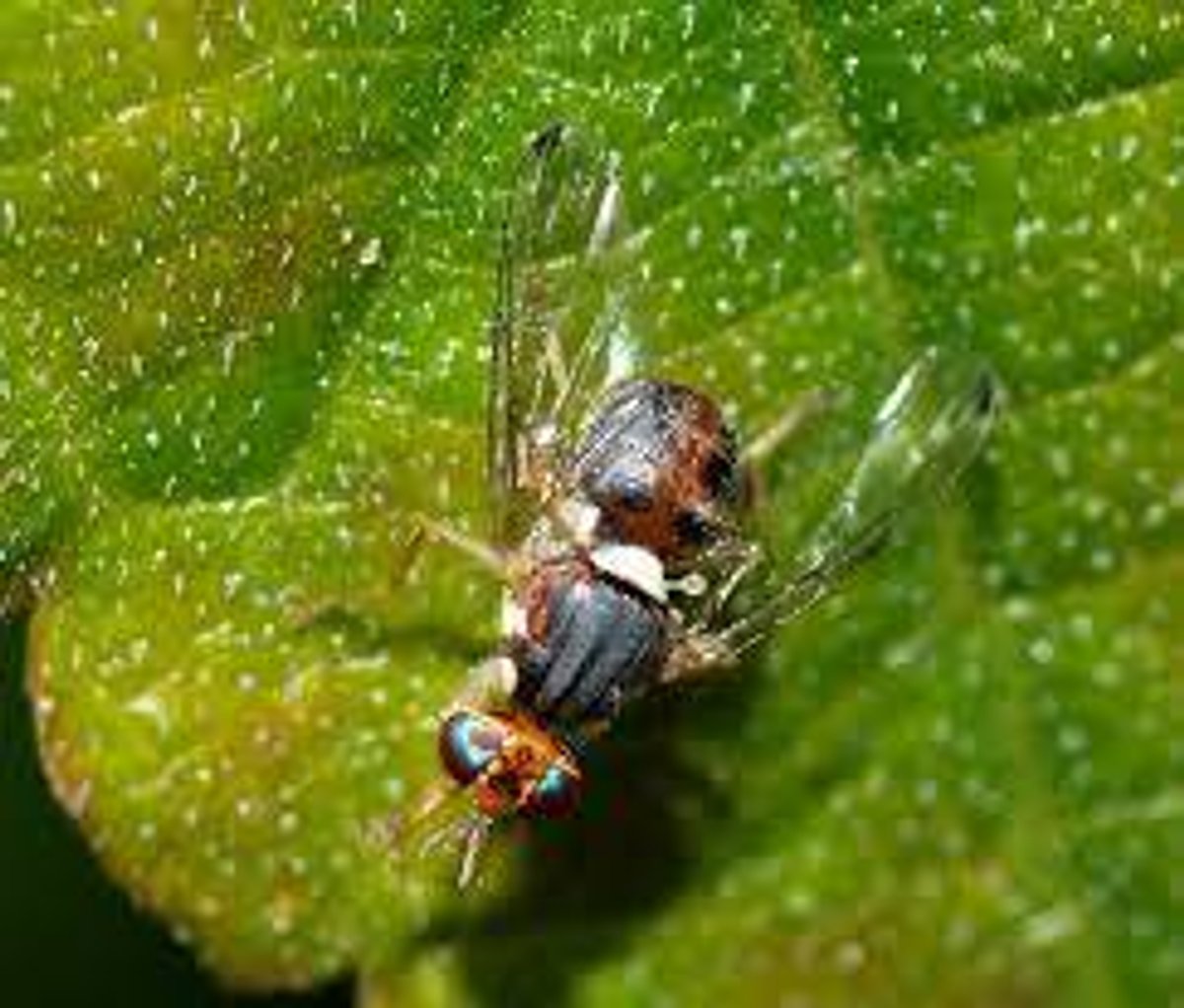 mosca
