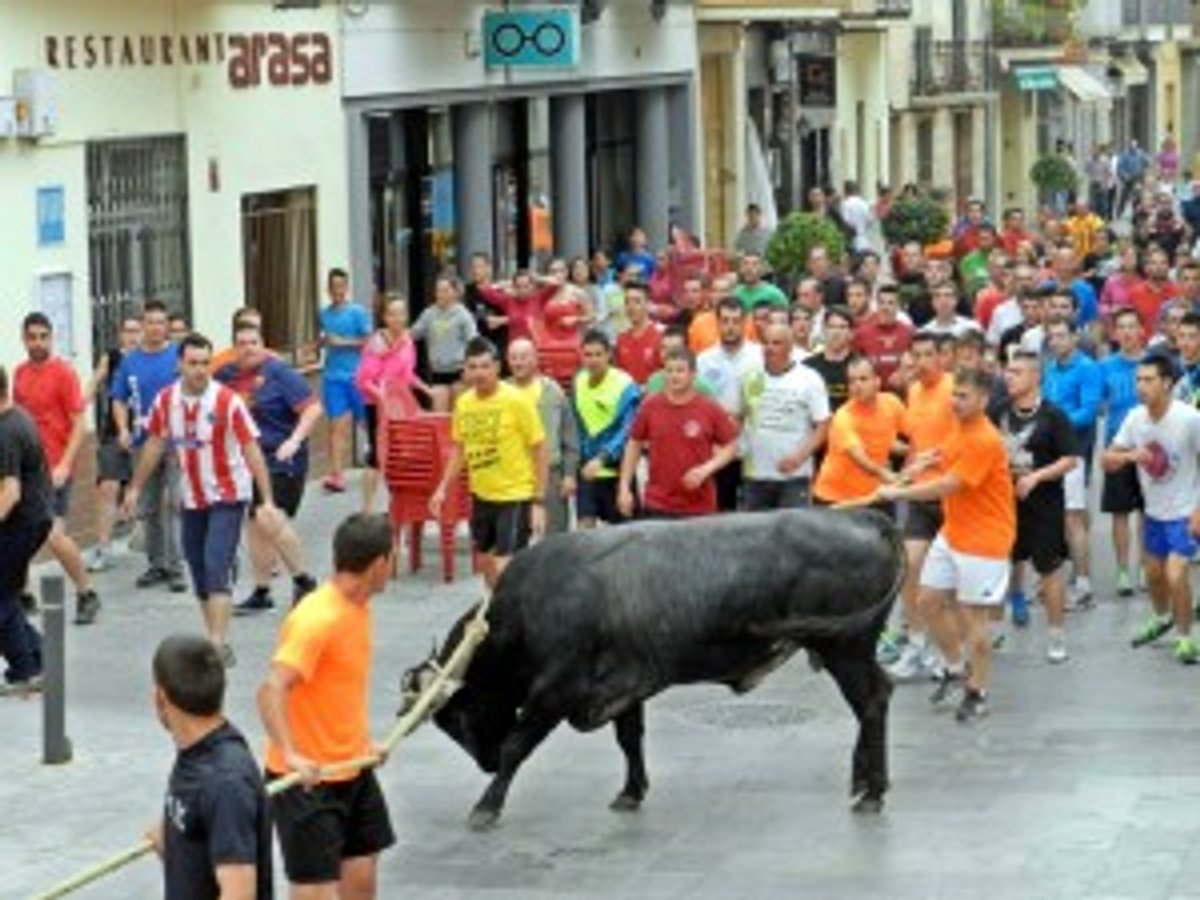 bou capllaçat