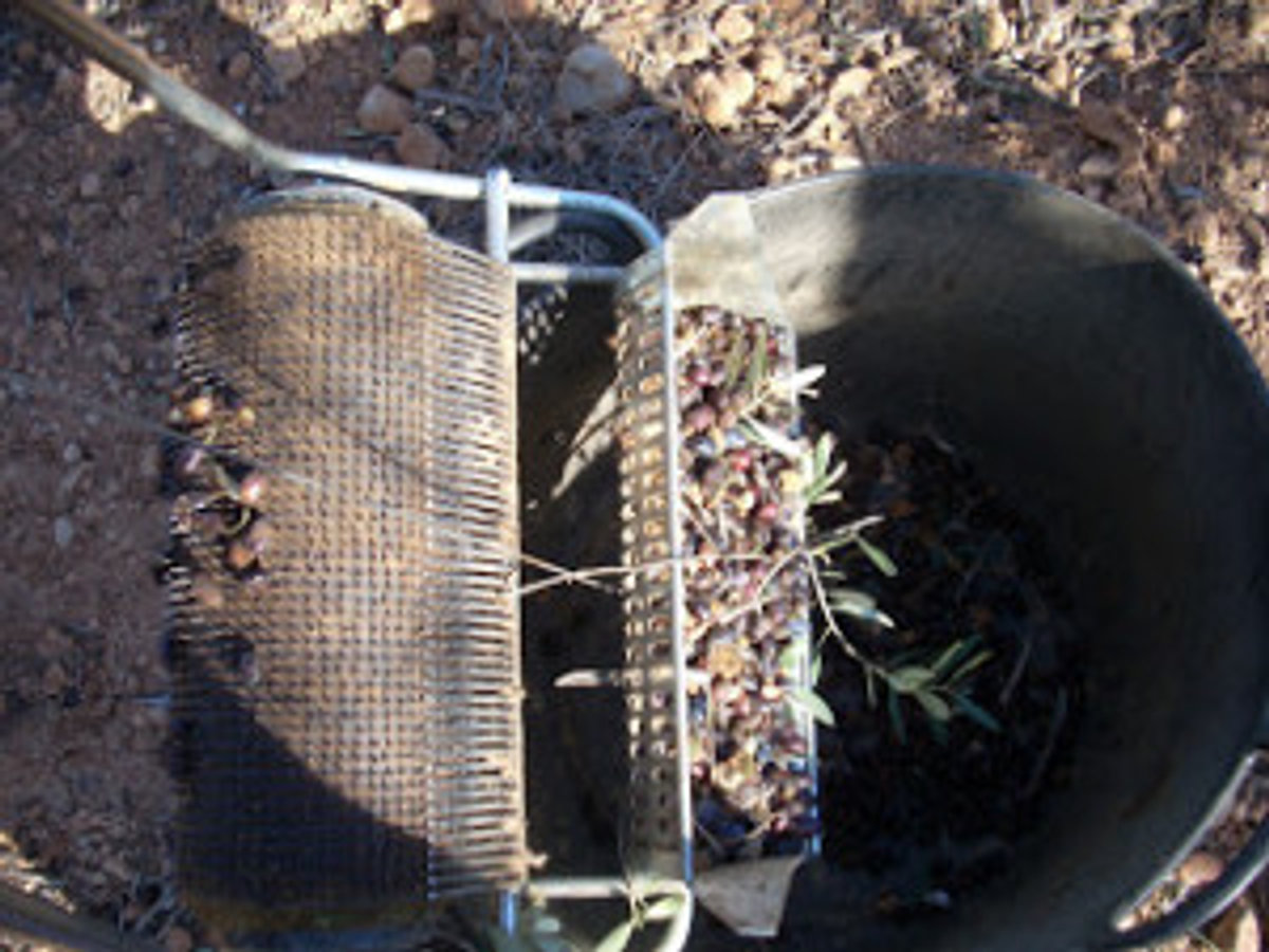 abocan al cabas OLIVES