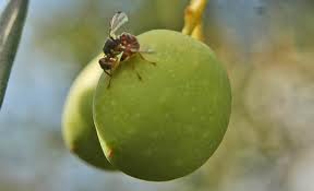 mosca
