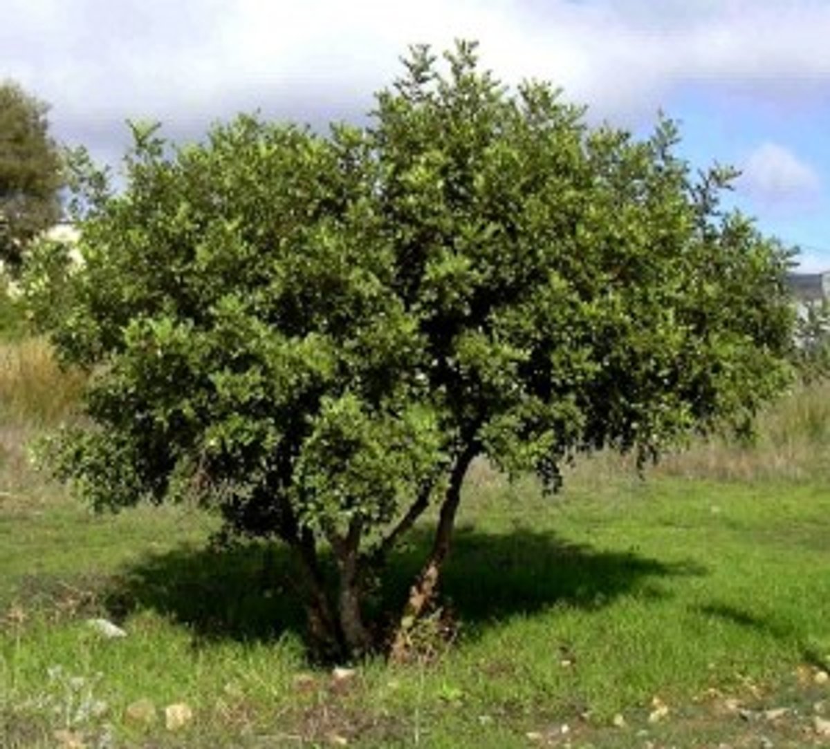 Garrofer