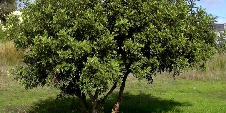 Unió de Pagesos calcula una davallada del 70 per cent en la collita de garrofa